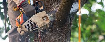 Best Fruit Tree Pruning  in Windsor, NC