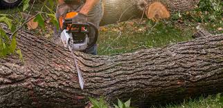 Best Fruit Tree Pruning  in Windsor, NC
