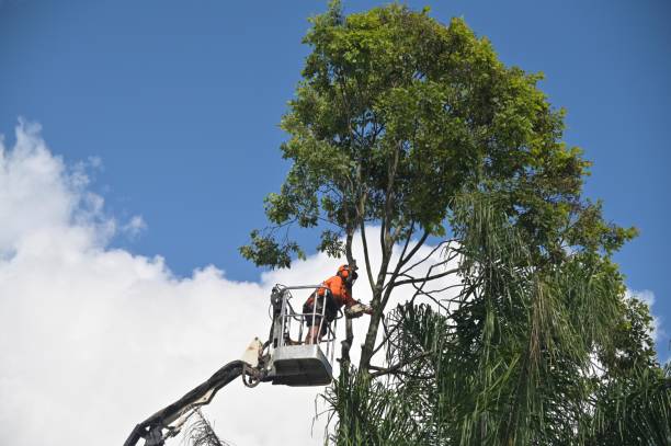 Best Arborist Consultation Services  in Windsor, NC