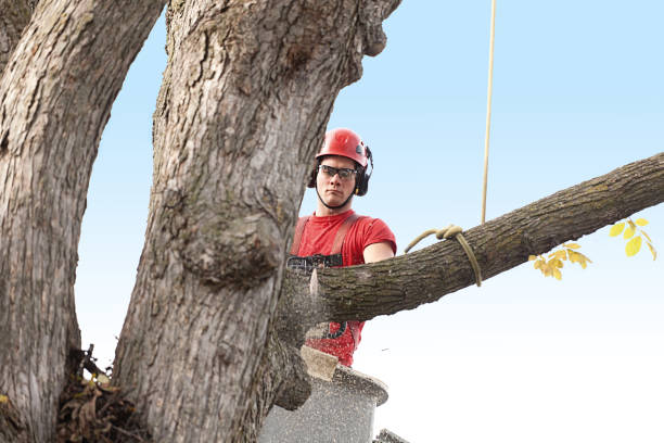 Best Tree Trimming and Pruning  in Windsor, NC